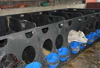 Recycled Plastic Calf Pen