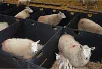 Recycled Plastic Lambing Pens