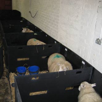 Intermediate Sheep Pens in a row