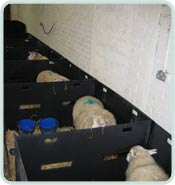 Intermediate Sheep Pens in a row