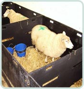 recycled lamb sheep pens