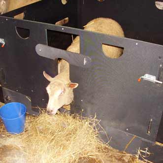 Intermediate Lamb Adopter