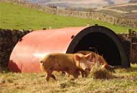 Recycle Plastic Pig Ark Red