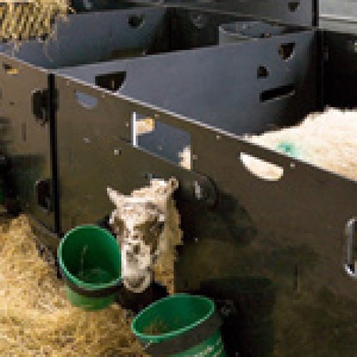 Lambing Time