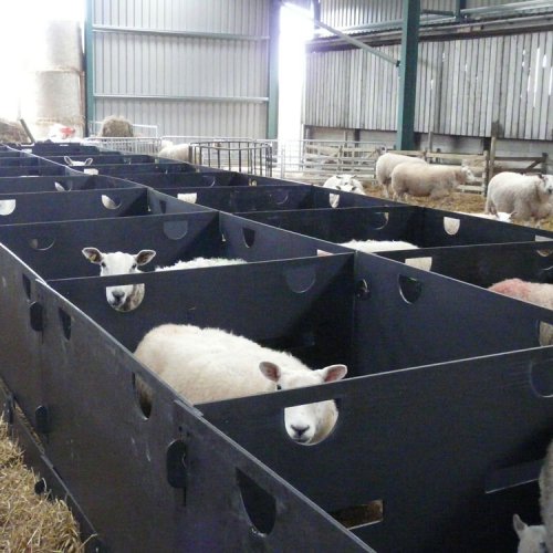 Solway Sheep Pens

