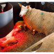 Plastic Sheep Pens
