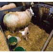 Plastic Sheep Pens
