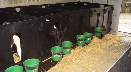cattle pens